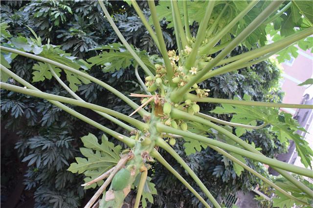 自家树上种的木瓜,在你家门口种了棵树你该怎么办