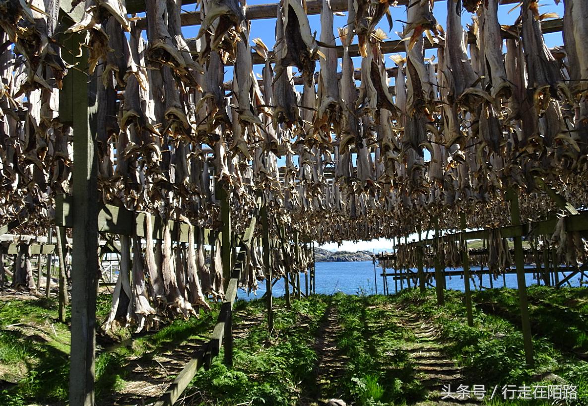 挪威诺尔兰郡罗弗敦群岛足球场,挪威渔民日常生活