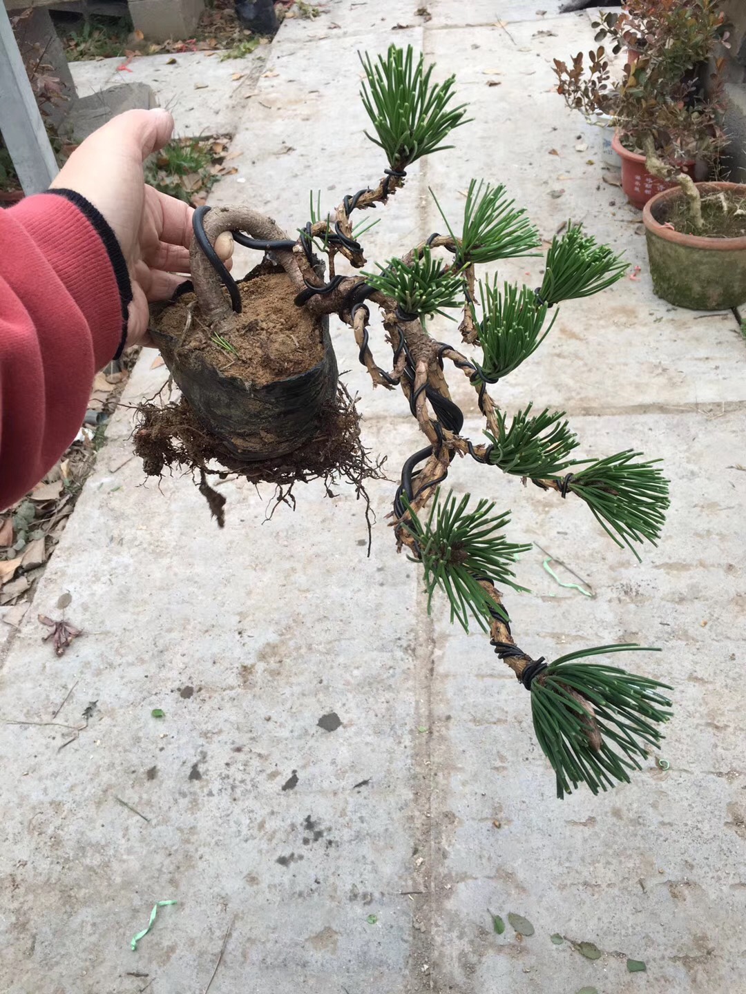 盆景黑松的造型及样品,人工培养近10年的小黑松盆景造型