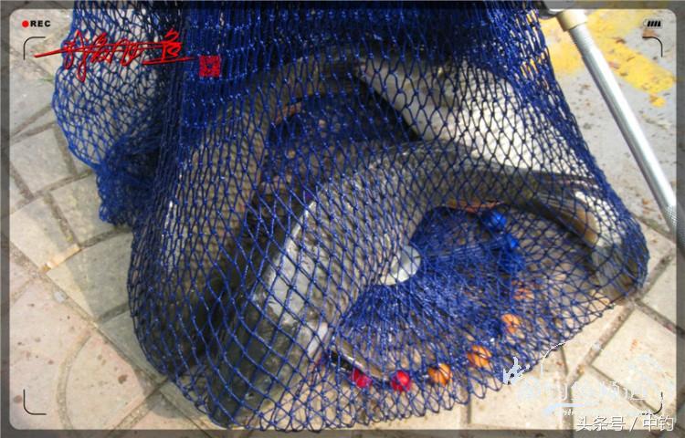 朋友相聚钓罗非,好友们相约一起钓鱼视频