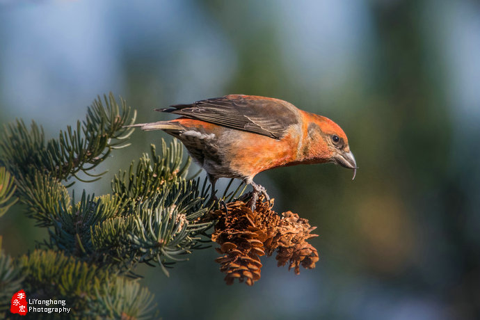 沈阳莫子山公园榆树,沈阳莫子山公园游记