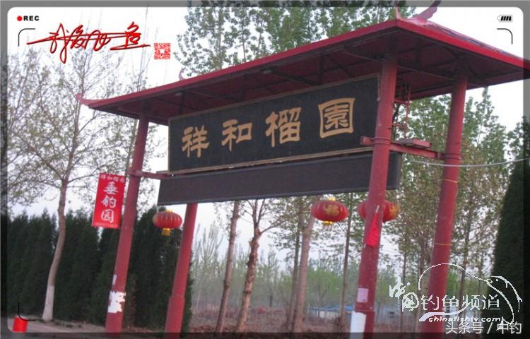 朋友相聚钓罗非,好友们相约一起钓鱼视频