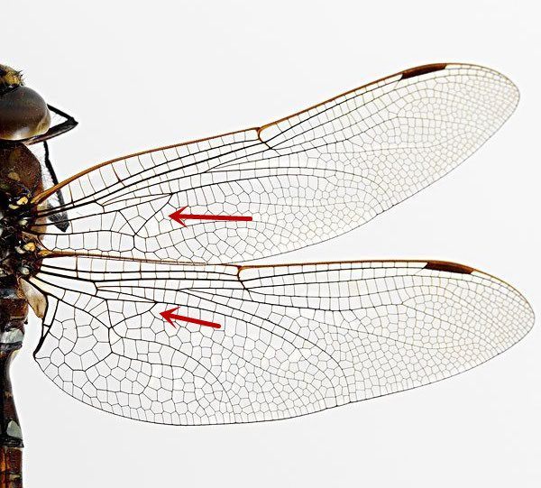 蜻和蜓的区分方法,蜻蜓的蜻和蜓怎么区分