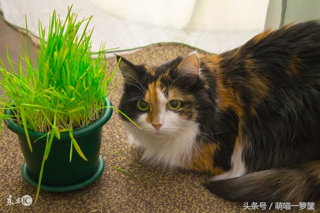 猫咪呕吐的原因及处理方法,猫咪吐毛球和呕吐的区别