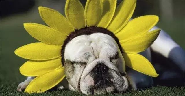 斗牛犬不爱吃狗粮怎么办呀,斗牛犬不爱叫怎么回事