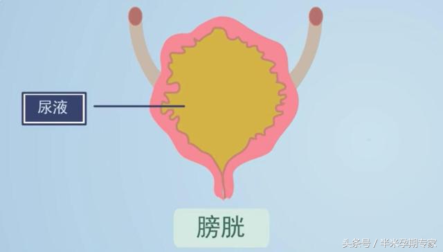 产后不能自主控尿怎么办,产后不能拉屎怎么办