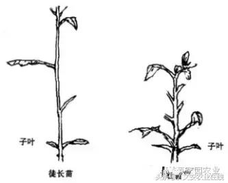 番茄坐果不好怎么办,番茄授粉率低怎么办