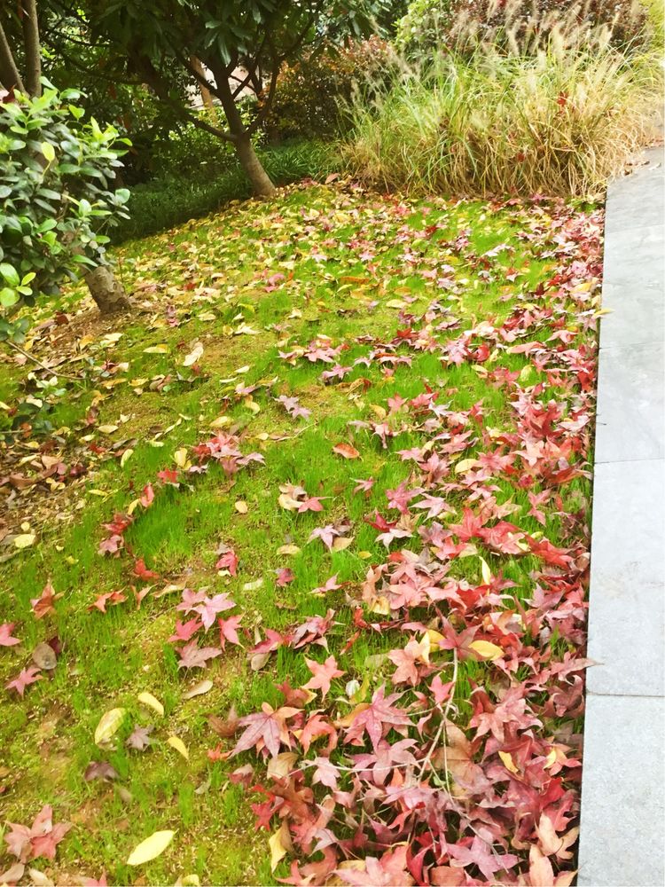 十大最美校园深圳大学,探访最美大学武汉大学