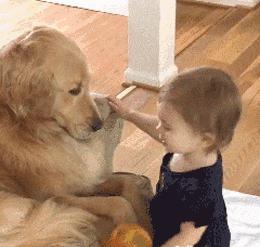 金毛犬忠诚到什么程度,金毛犬的魅力有多可怕