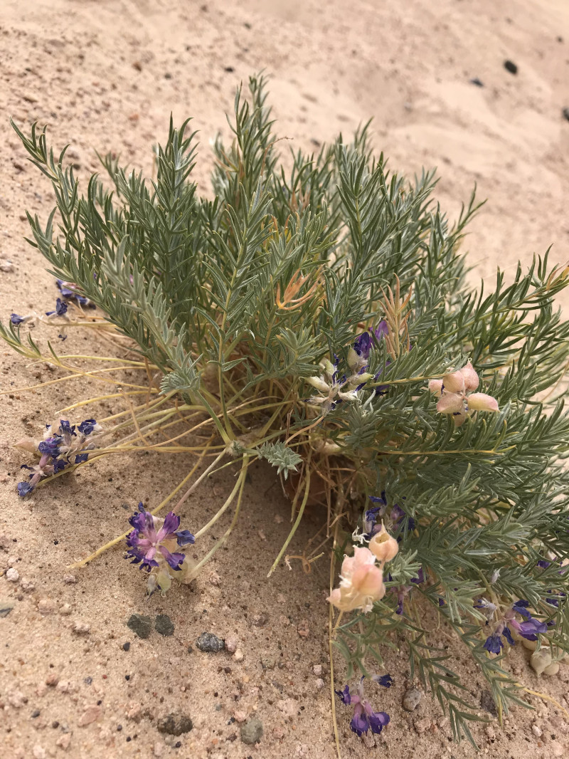 自驾赤峰草原2日,自驾赤峰草原视频