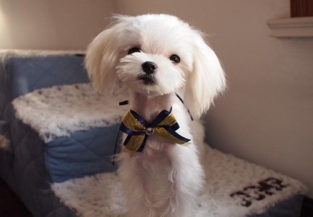 狗狗品种大全及图,狗狗品种大全价格