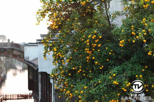 徕卡造型,徕卡经典样式