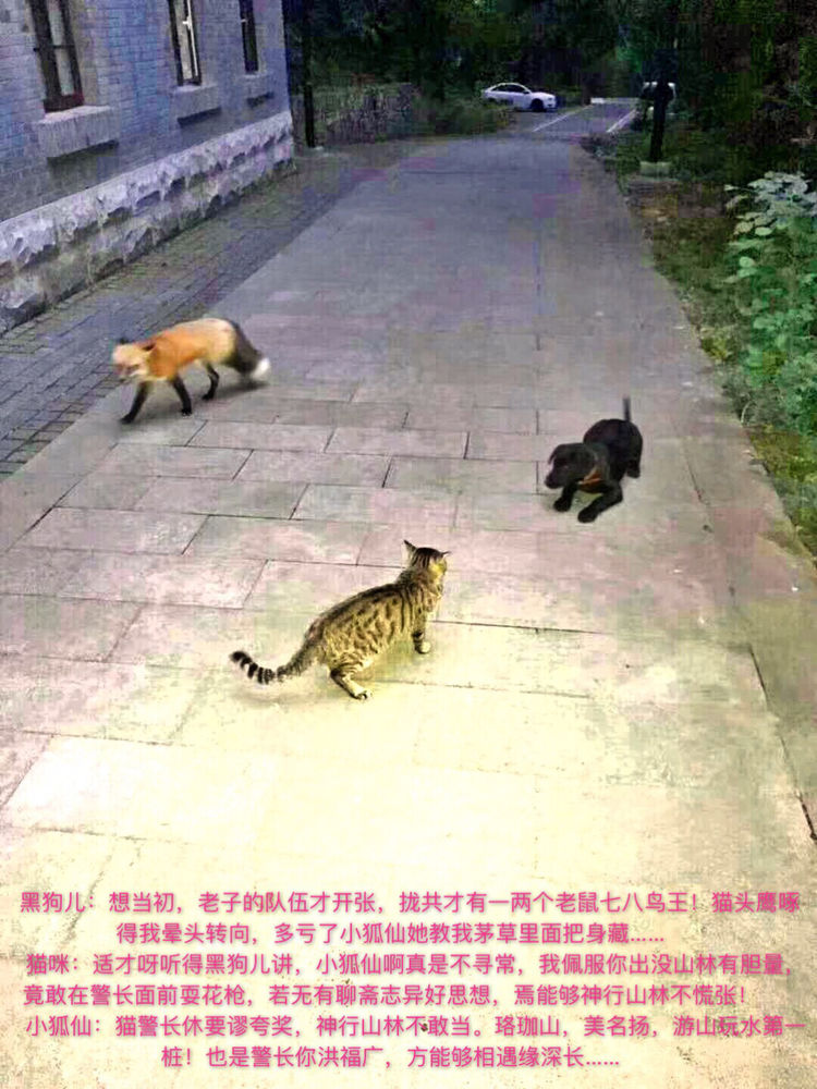 十大最美校园深圳大学,探访最美大学武汉大学