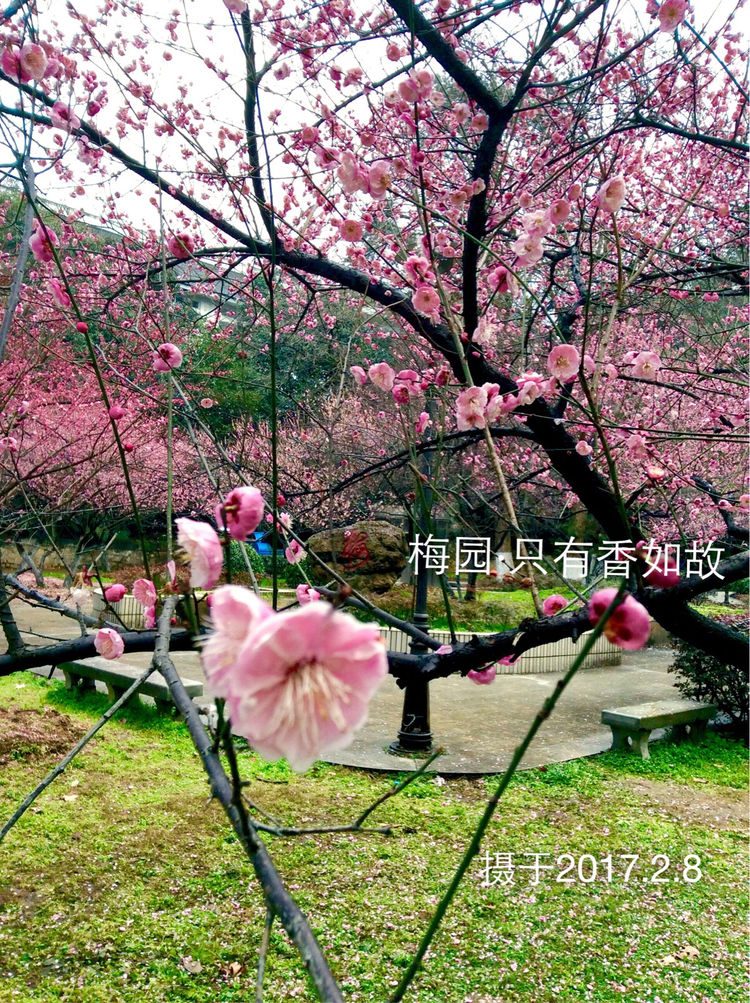 十大最美校园深圳大学,探访最美大学武汉大学