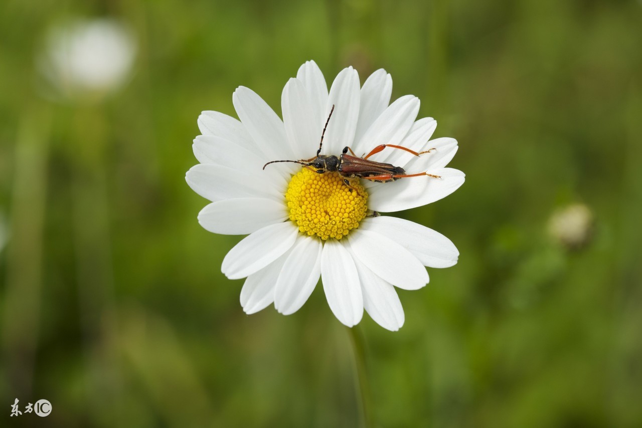 四六级必备的500个核心单词,500个基础的英语单词
