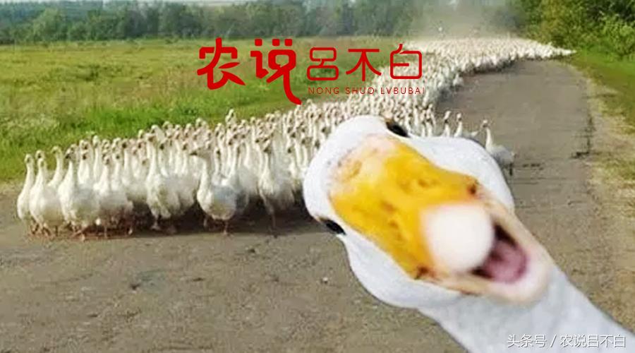 90后卖鸭货创业,90后创业红树林海鸭蛋