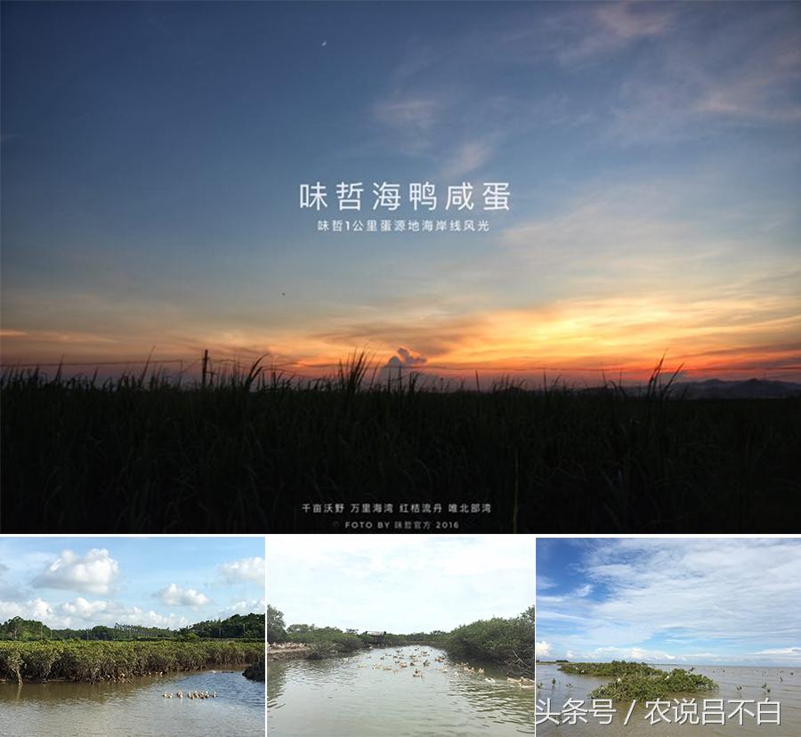 90后创业卖蛋,90后创业红树林海鸭蛋