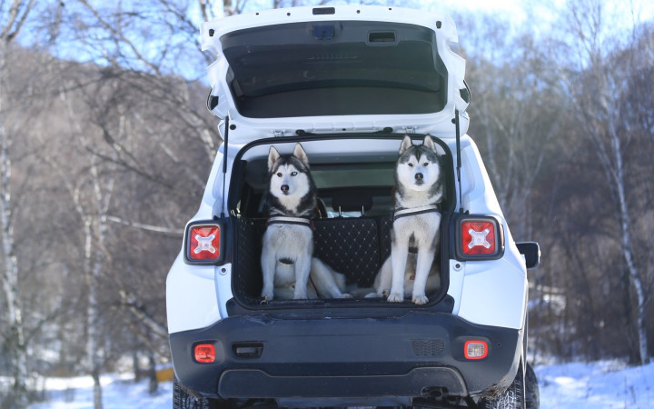 犬种百科之苏格兰牧羊犬,犬种百科德牧犬
