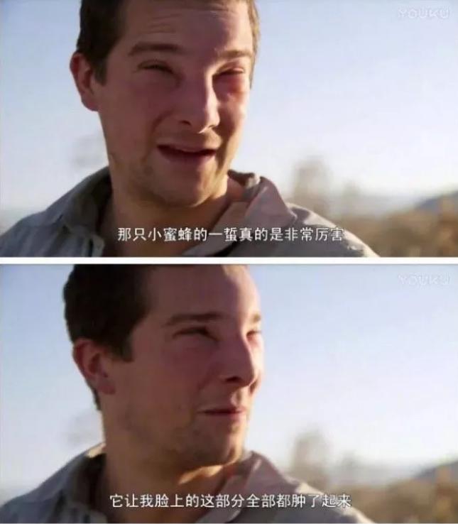 哈哈哈，原谅我拖拉机般的笑声！当喵星人被蜜蜂蜇了之后