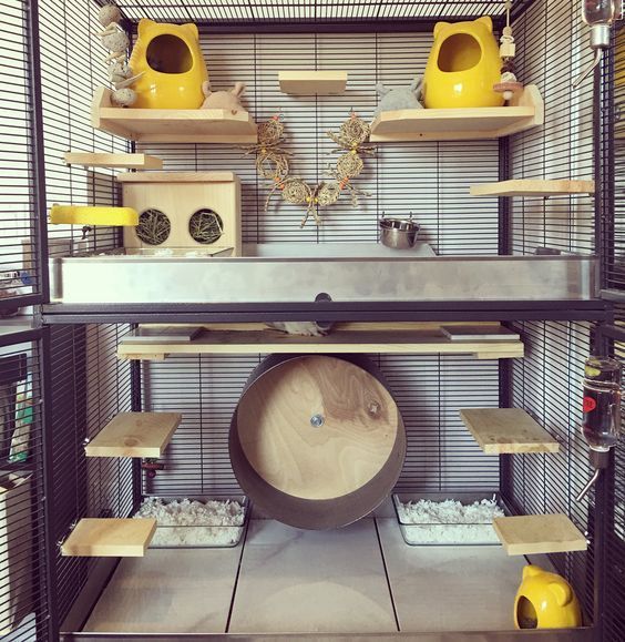 养龙猫的必需品 (龙猫的窝必须准备哪些东西)