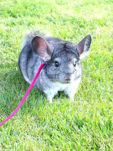 养龙猫的必需品 (龙猫的窝必须准备哪些东西)