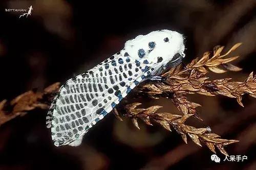 幺蛾子介绍,蛾子的宝宝