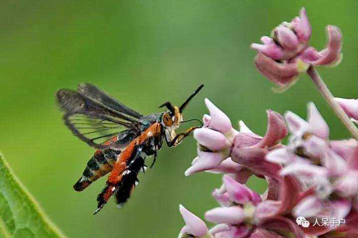 幺蛾子介绍,蛾子的宝宝