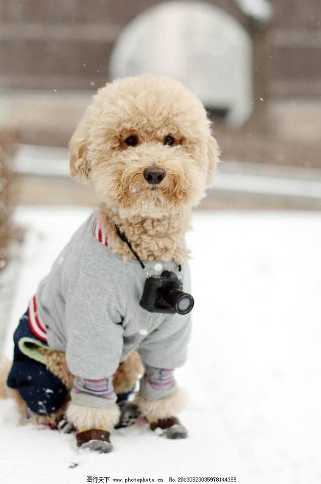 关于泰迪犬的冷知识,泰迪狗冬天如何保暖呢视频