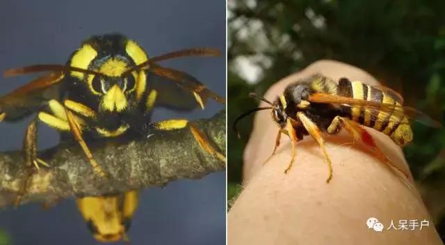 幺蛾子介绍,蛾子的宝宝