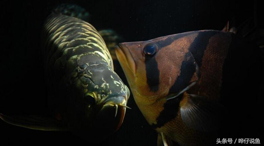 观赏鱼大缸单养霸气的泰国虎鱼,高端观赏鱼泰国虎鱼怎么样