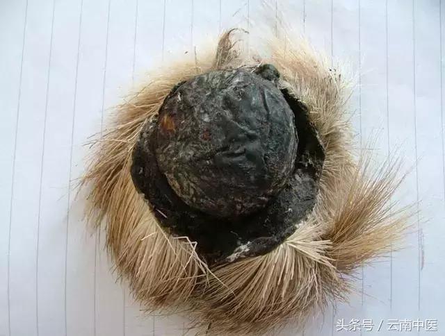 麝香导致流产,麝香真的会让孕妇流产吗