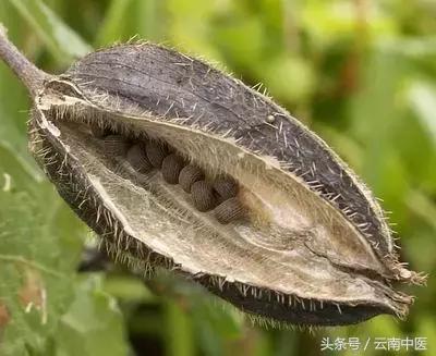 麝香导致流产,麝香真的会让孕妇流产吗