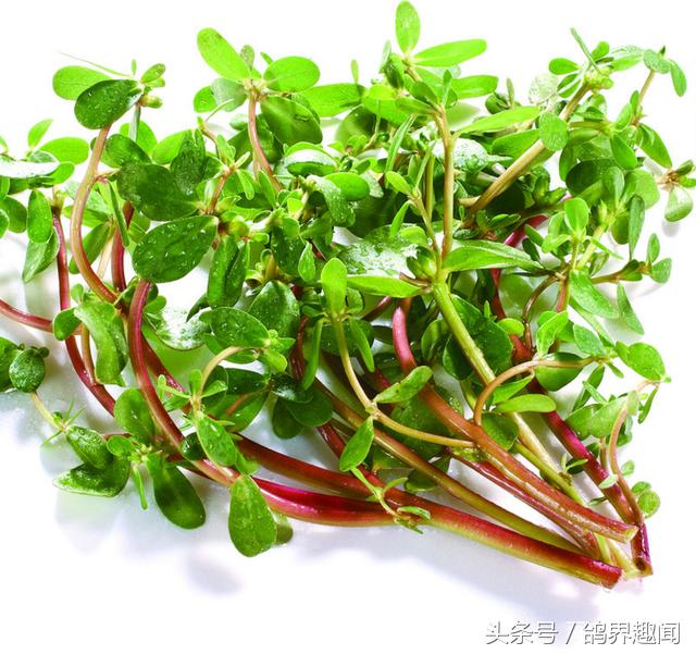 养鸽子必备的药物,要想鸽子不生病平常喂点什么呢