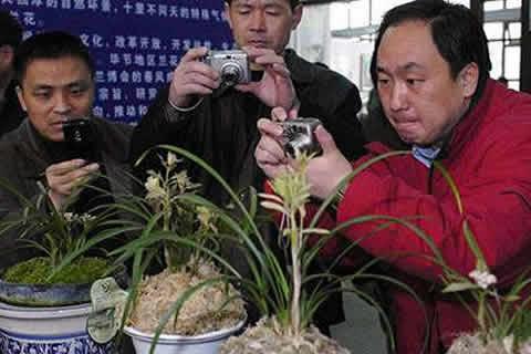 兰花最名贵的品种多少钱一株,最贵的兰花价格多少钱一棵