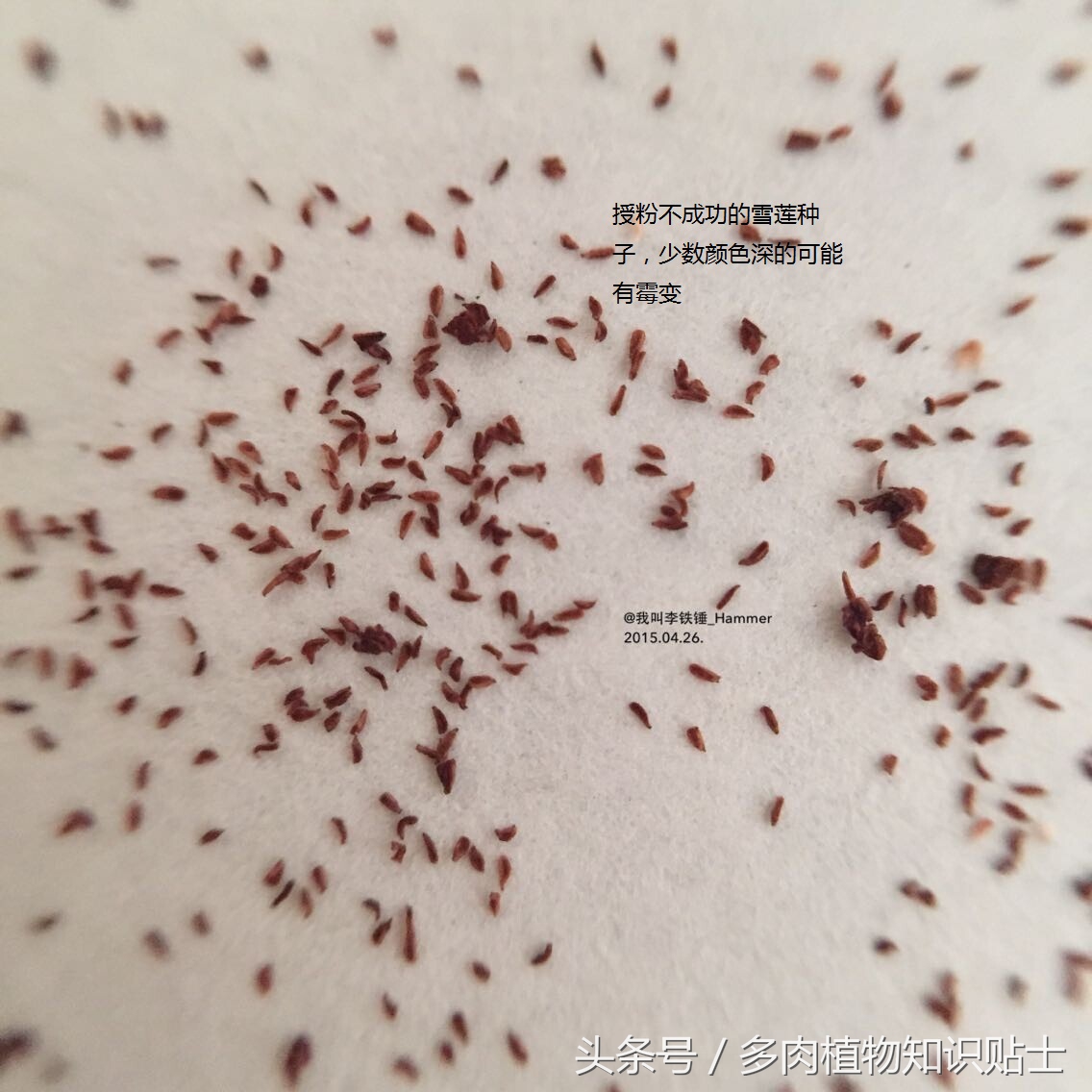 多肉种子有假的吗,多肉种子鉴别