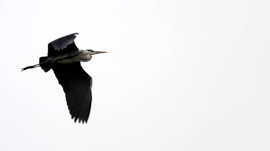 索尼一机走天下镜头,索尼一镜走天下18-135怎么样