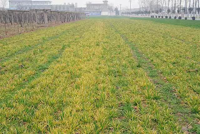 小麦苗弱苗黄如何补救,小麦黄苗死苗什么原因怎么补救