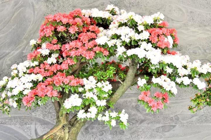 杜鹃花的鉴赏方法,关于杜鹃花的养护知识资料