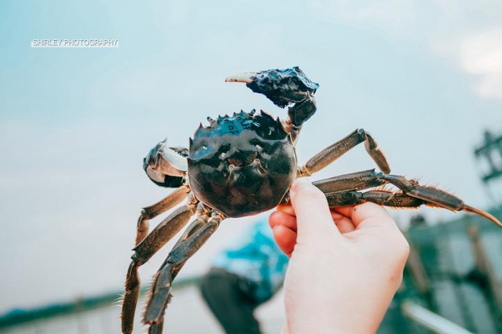 吃蟹游玩攻略,一场关于上海的旅行