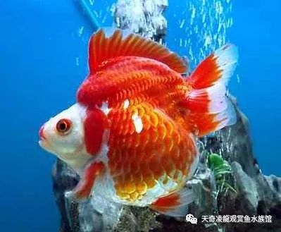 鳑鲏鱼怎样防止寄生虫,鱼身上有寄生虫该怎么办