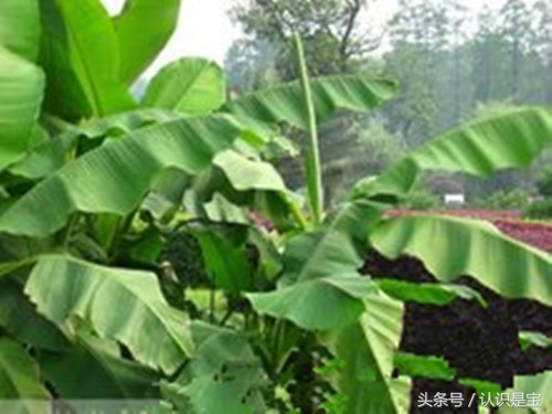 芭蕉树它是怎么来的,讲解芭蕉树