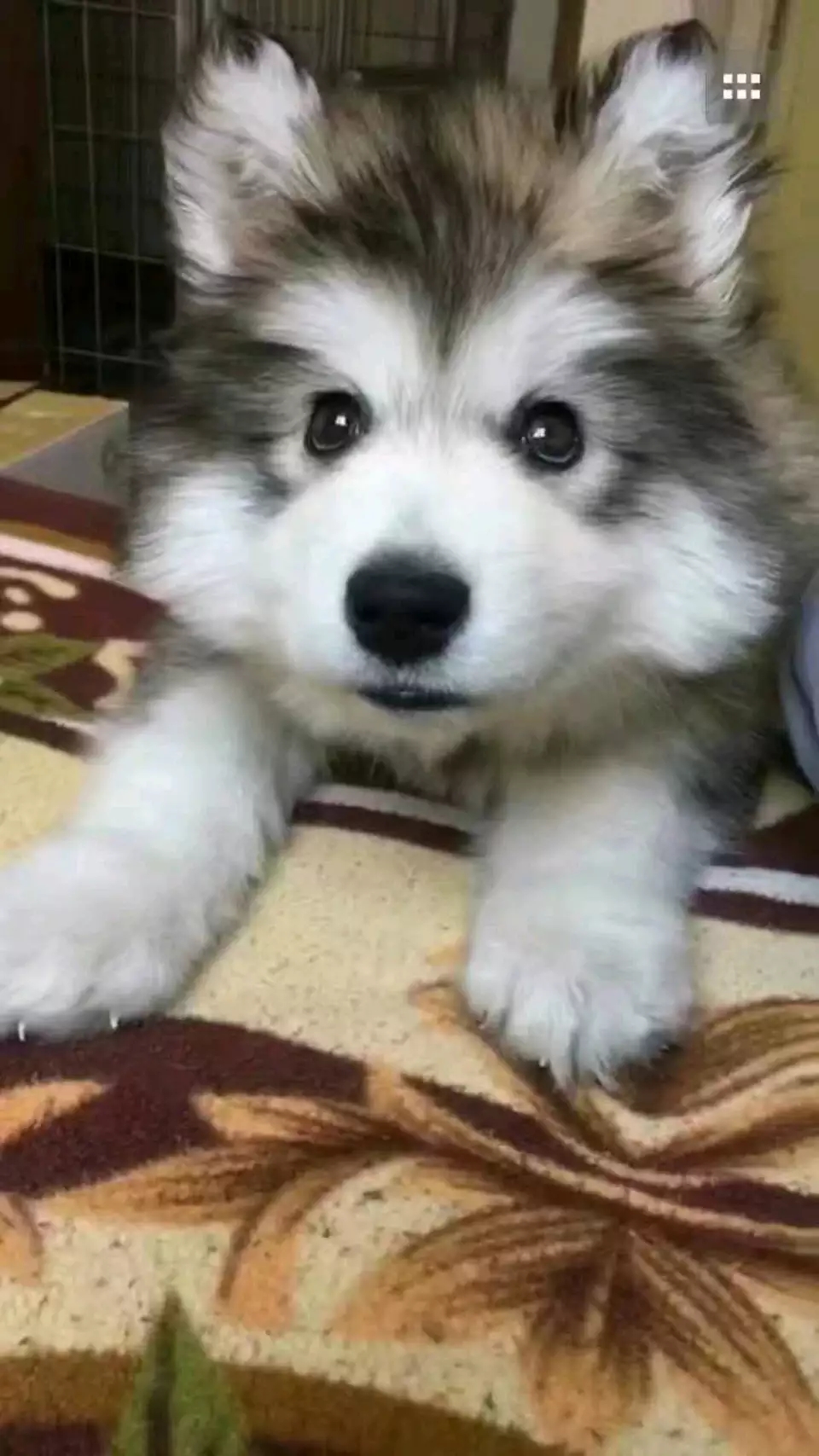 犬种百科之罗威纳犬,犬种百科之比熊犬