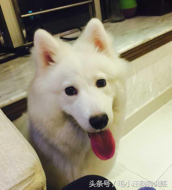 先天性疾病萨摩耶,小萨摩耶得了犬瘟和细小