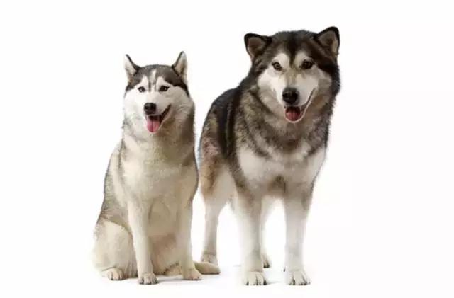 不是所有雪橇犬都像“二哈”这么贱