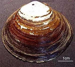 蔑视中心法则的章鱼,章鱼哥智商逆天
