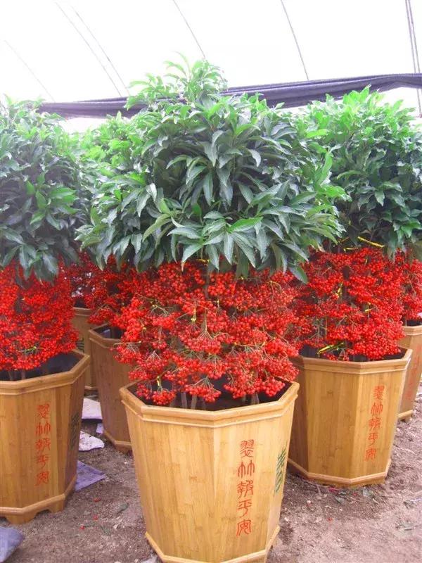 客厅能养金玉满堂吗,客厅养金枝玉叶花好吗