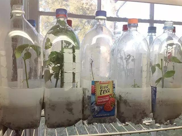 小瓶子手工制作小东西养花,省钱10大养花神器1个塑料瓶做出来