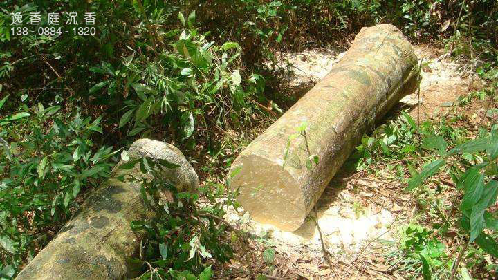 沉香树又叫什么,沉香与沉香木的根本区别