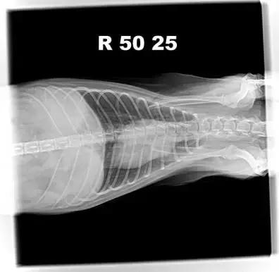 宠物狗胰腺炎的症状与治疗方法,狗狗胰腺炎其实和犬种有关