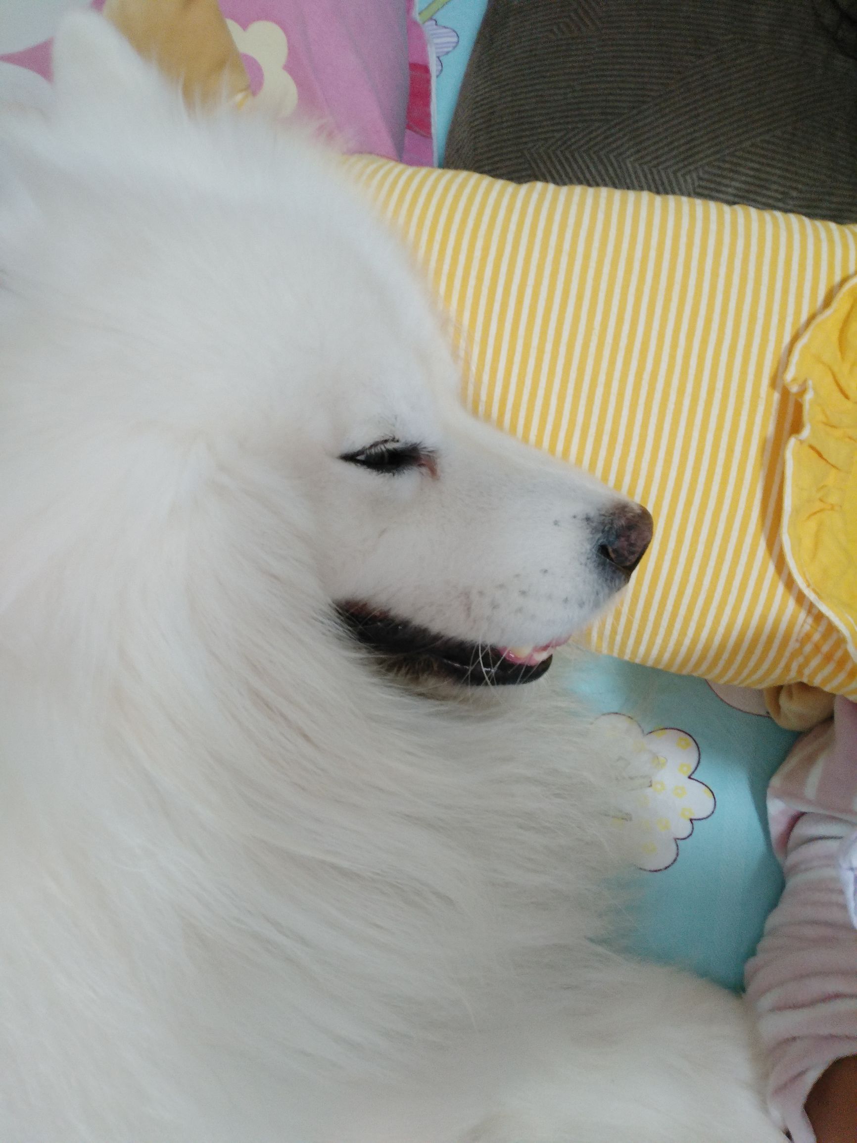 面膜贴过了舍不得扔？没关系，别浪费赏给家里的狗子吧！